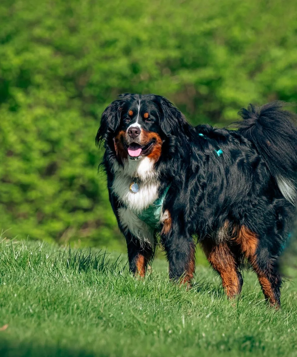 Volwassen Berner sennenhond staat vrolijk in het gras aan de bosrand, bek open en oogcontact met de camera
